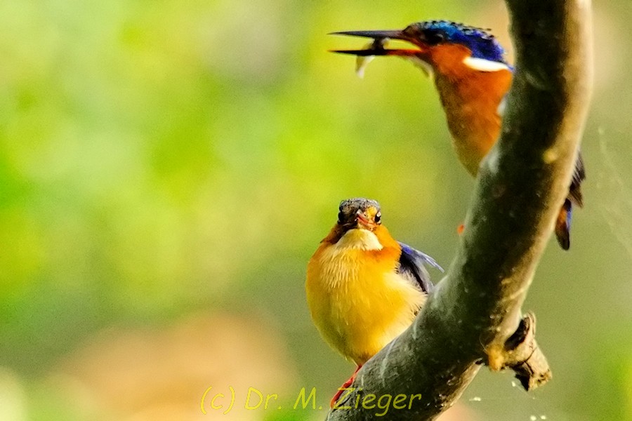 Malagasy Kingfisher - ML205700021