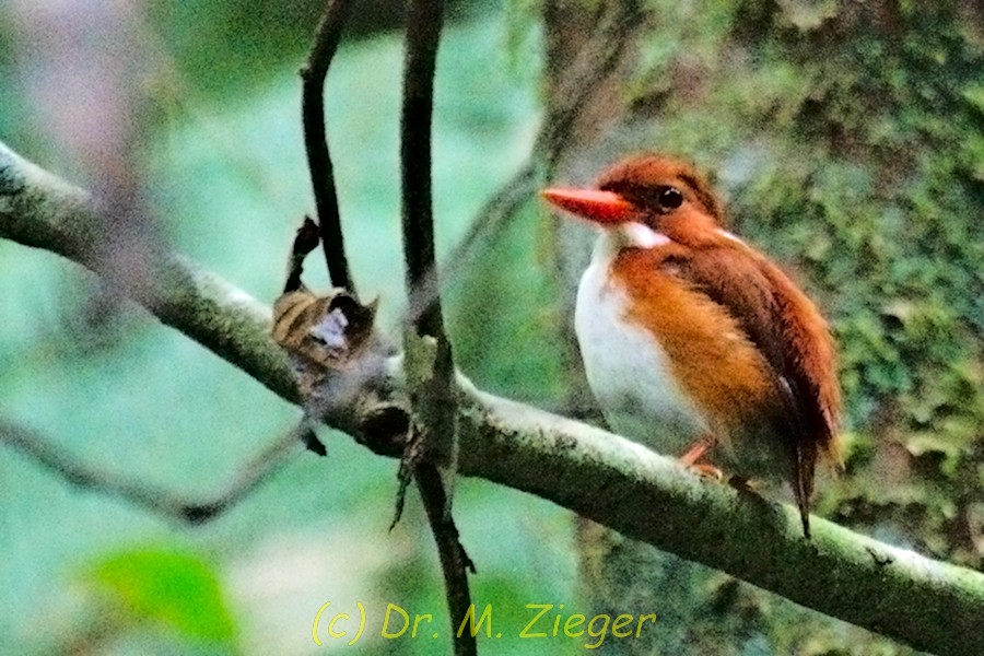 Madagascar Pygmy Kingfisher - Michael Zieger