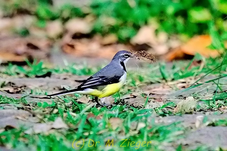 Madagascar Wagtail - Michael Zieger