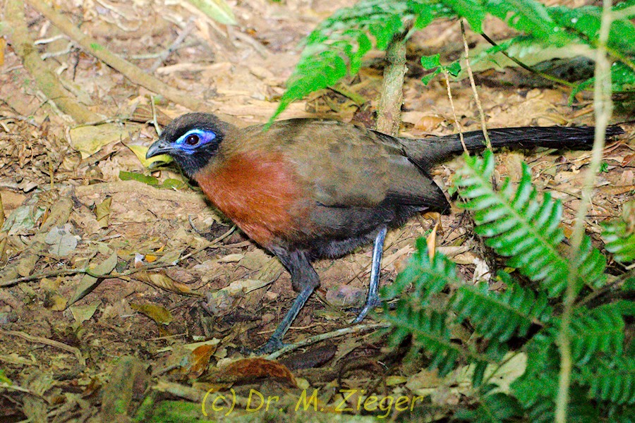 Red-breasted Coua - ML205700131
