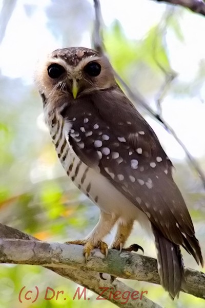 White-browed Owl - Michael Zieger