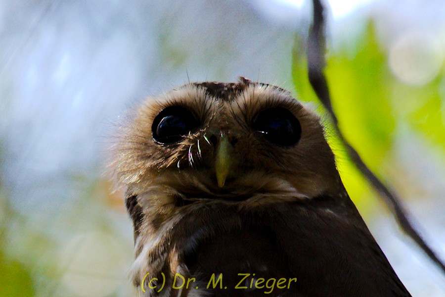 White-browed Owl - ML205700321