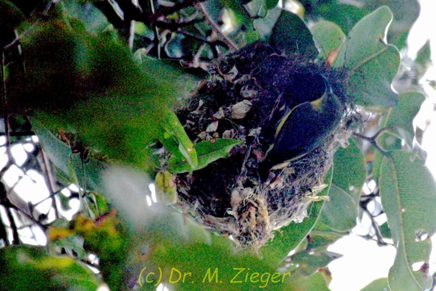 Yellow-bellied Sunbird-Asity - Michael Zieger