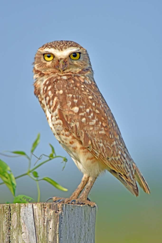 Burrowing Owl (Southern) - Tini & Jacob Wijpkema