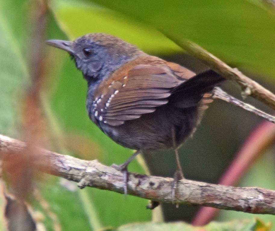 Black-throated Antbird - ML205700551
