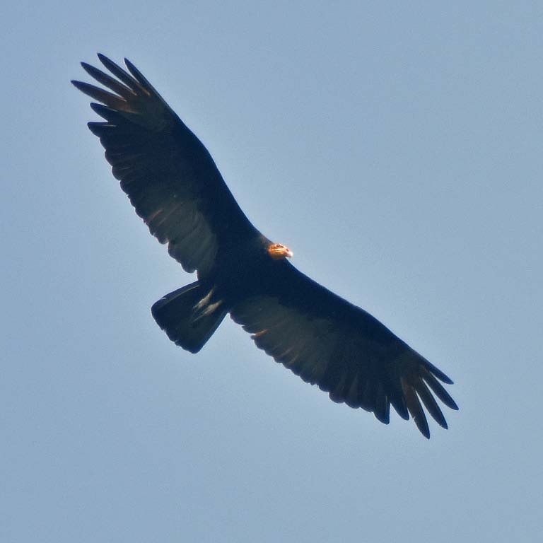 Greater Yellow-headed Vulture - ML205700561