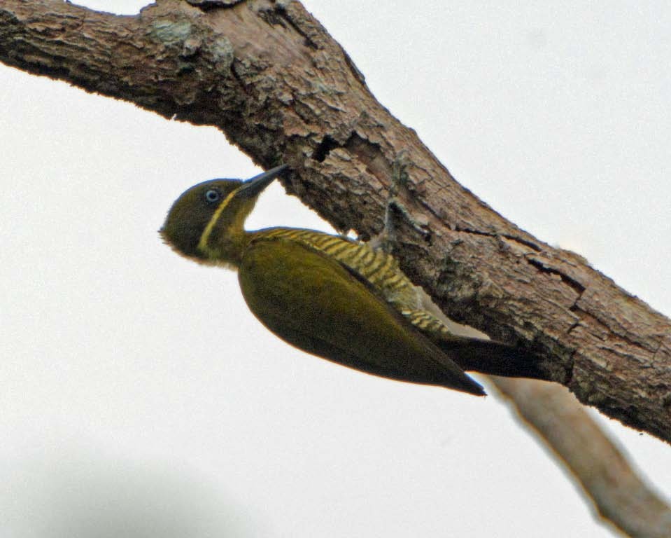 Golden-green Woodpecker (Spot-throated) - Tini & Jacob Wijpkema