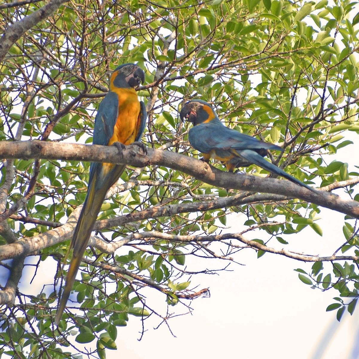 Blue-throated Macaw - Tini & Jacob Wijpkema