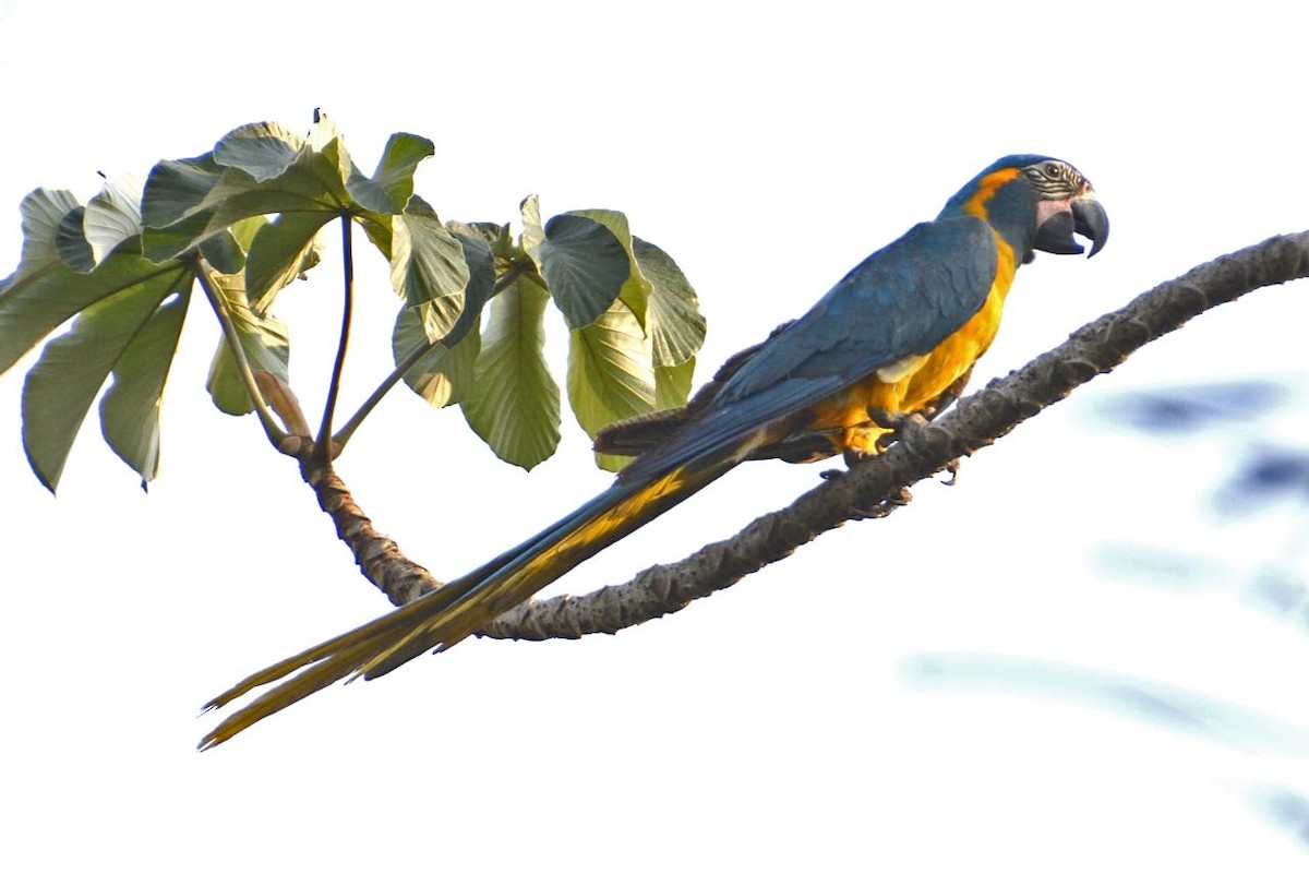 Blue-throated Macaw - ML205700871