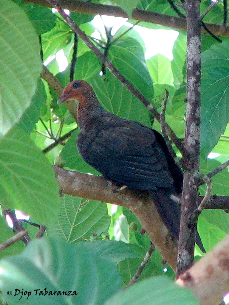 Philippine Cuckoo-Dove - Djop Tabaranza