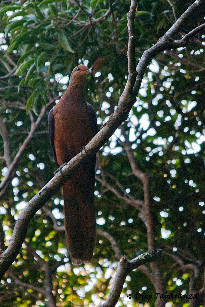 Philippine Cuckoo-Dove - ML205701321