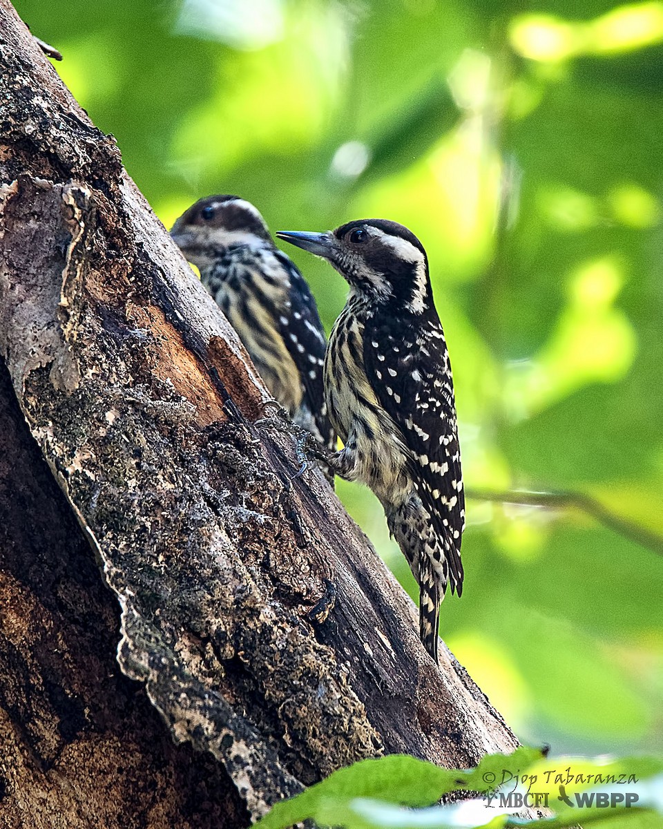 Philippine Pygmy Woodpecker - Djop Tabaranza