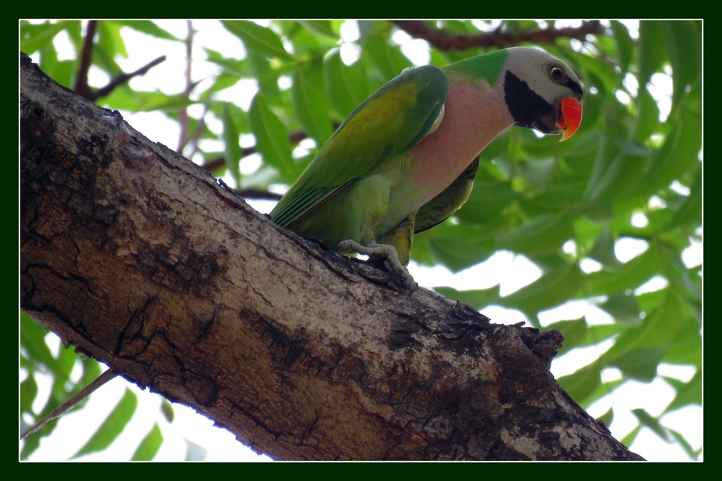 Red-breasted Parakeet - NIKHIL ADHIKARY