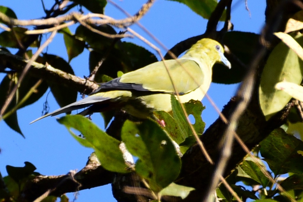 Pin-tailed Green-Pigeon - NIKHIL ADHIKARY