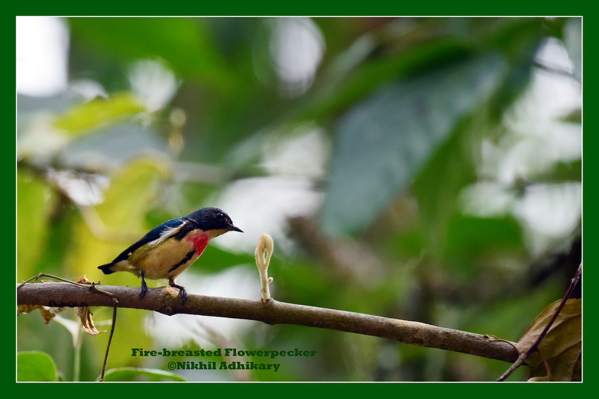 Fire-breasted Flowerpecker - NIKHIL ADHIKARY