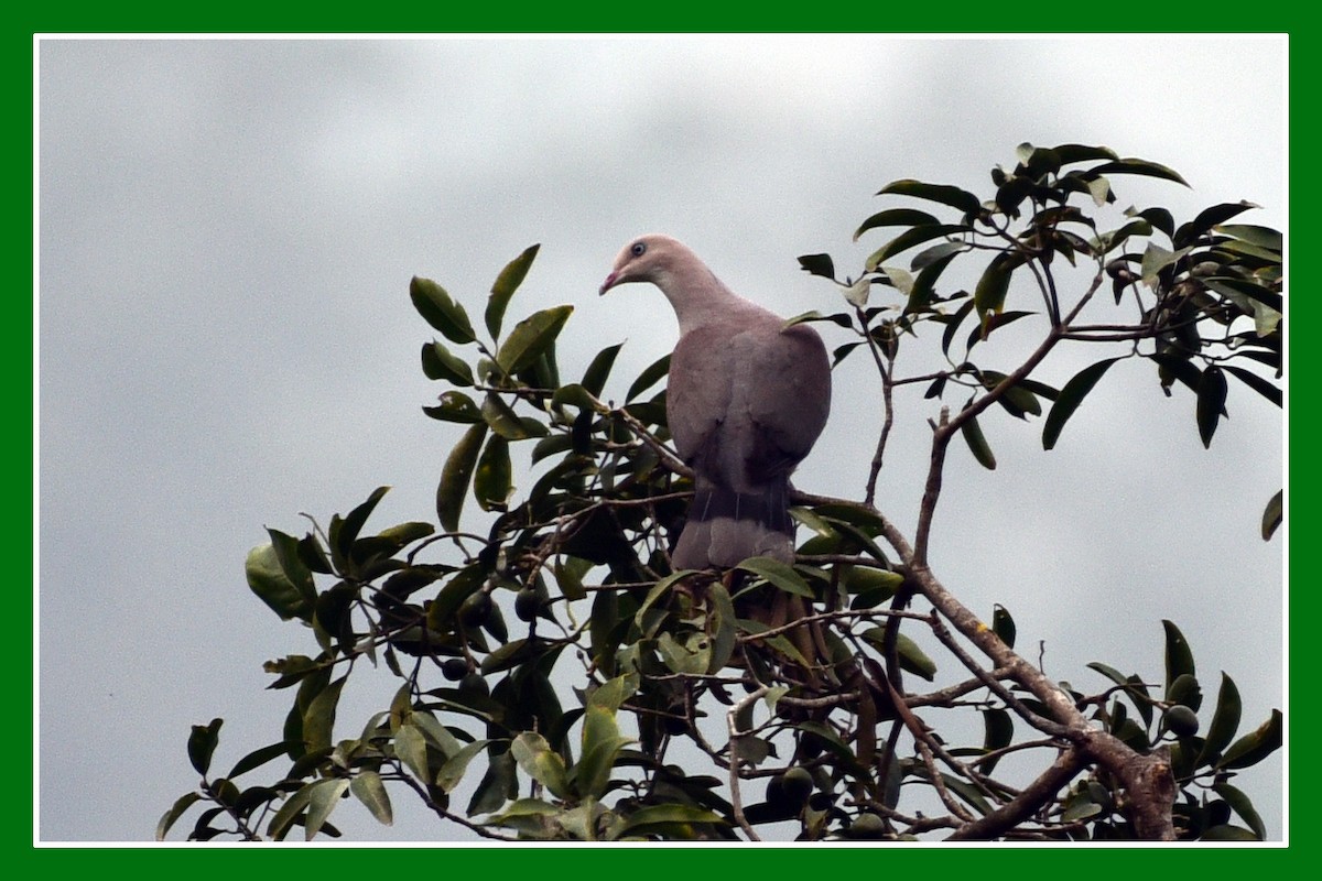 Mountain Imperial-Pigeon - ML205702001