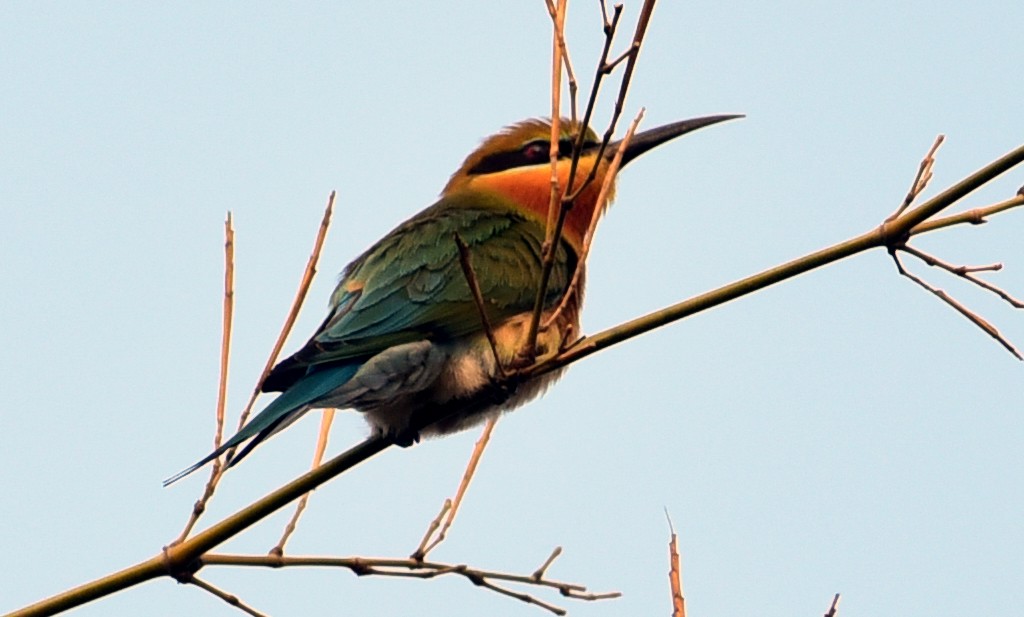 Blue-tailed Bee-eater - NIKHIL ADHIKARY
