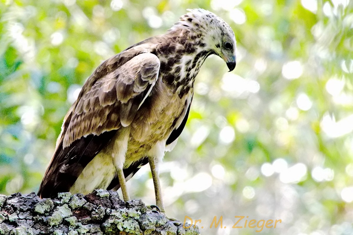 Madagascar Harrier-Hawk - Michael Zieger