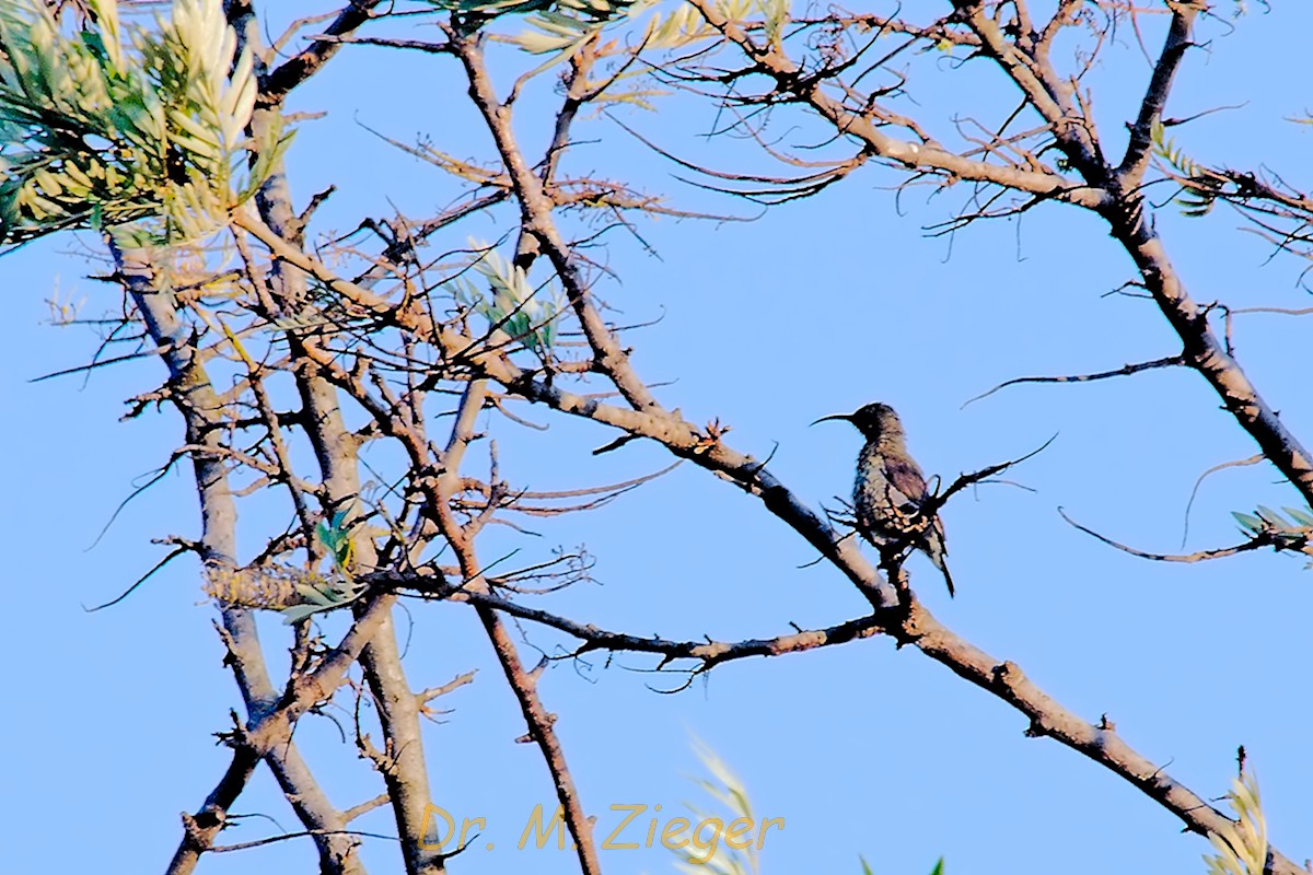 Malagasy Sunbird (Long-billed) - ML205702241