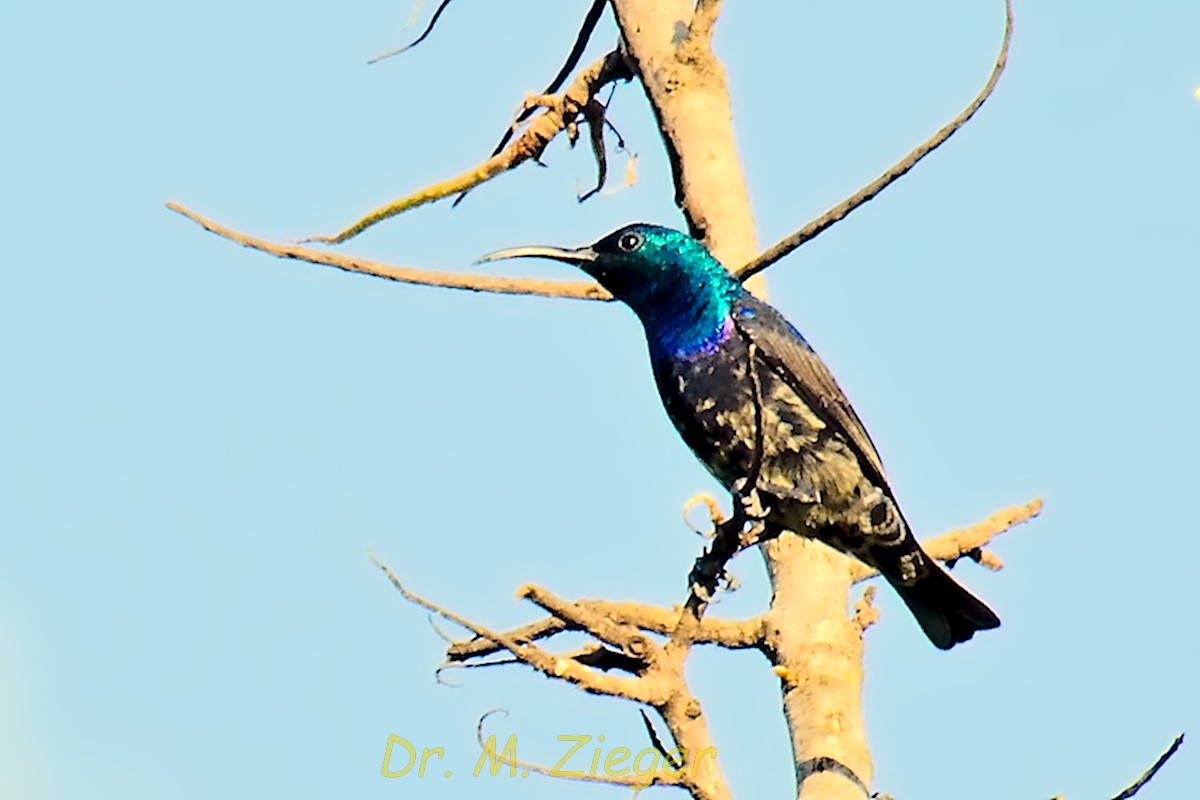 Malagasy Sunbird (Long-billed) - Michael Zieger