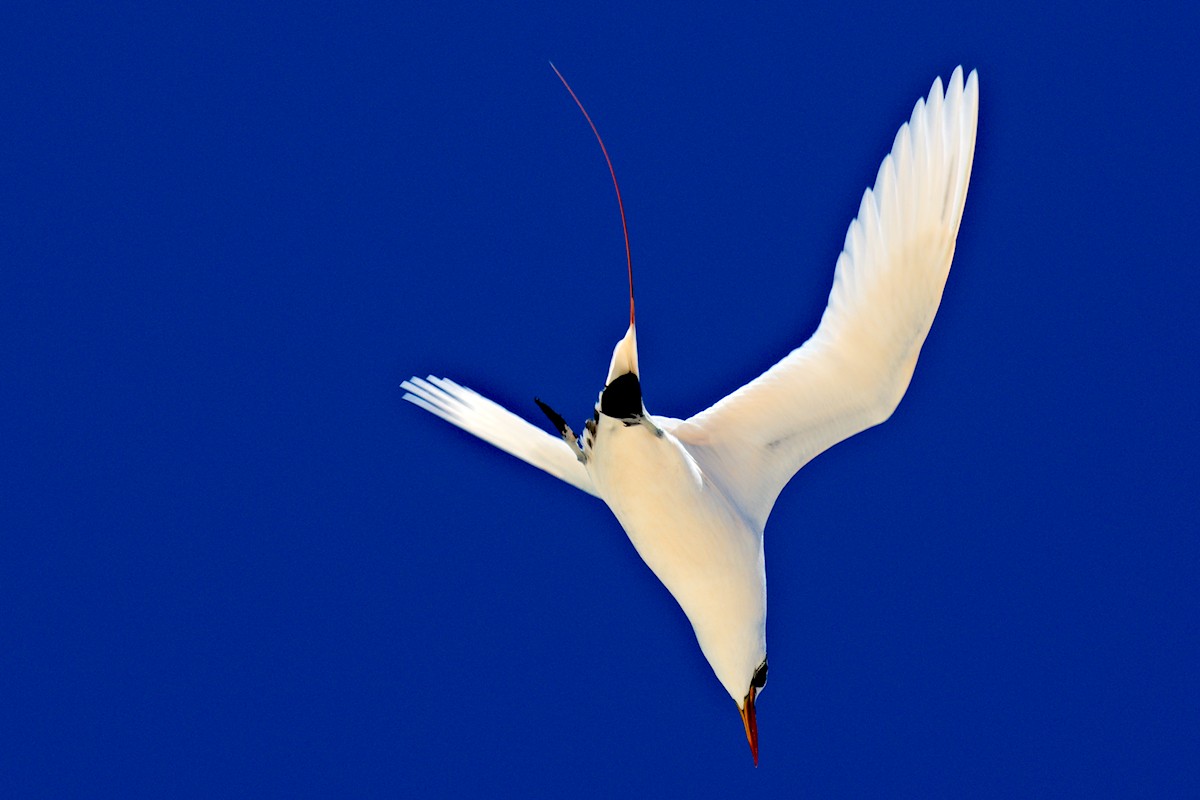 Red-tailed Tropicbird - Michael Zieger