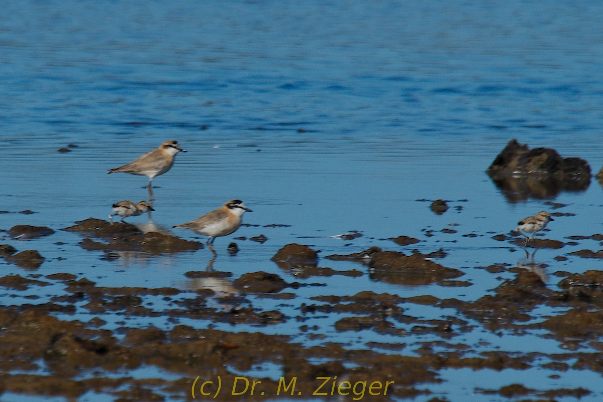 White-fronted Plover - Michael Zieger