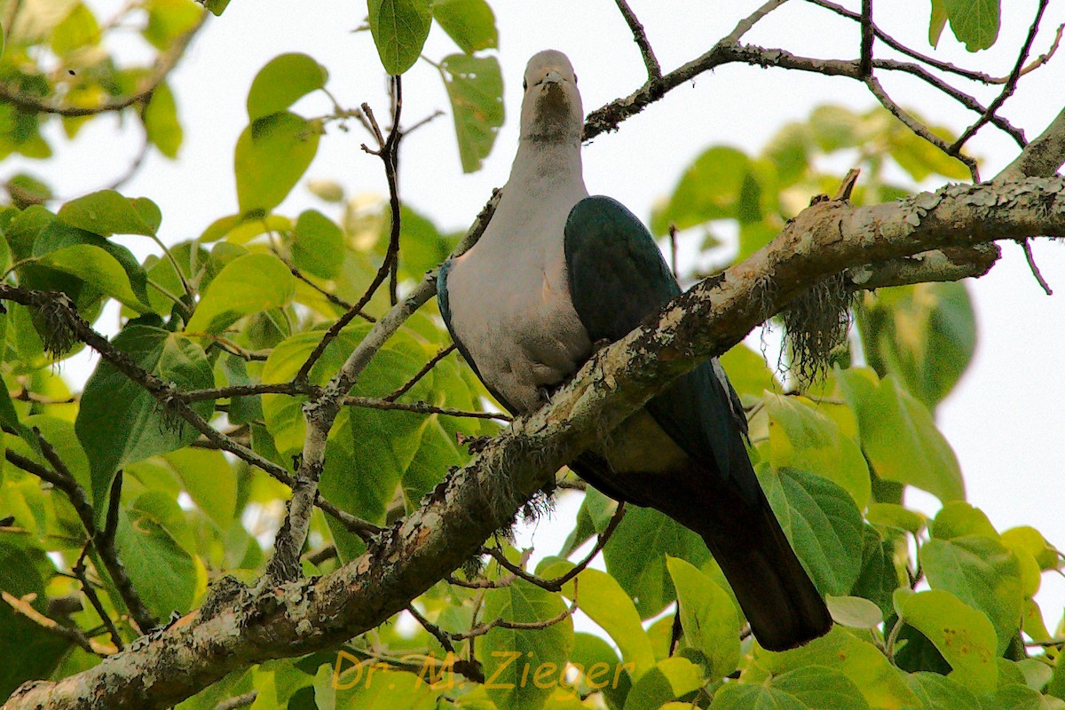 Green Imperial-Pigeon (Green) - ML205702651
