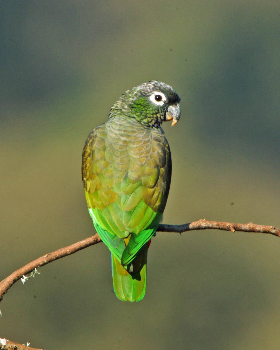 Scaly-headed Parrot - ML205702751
