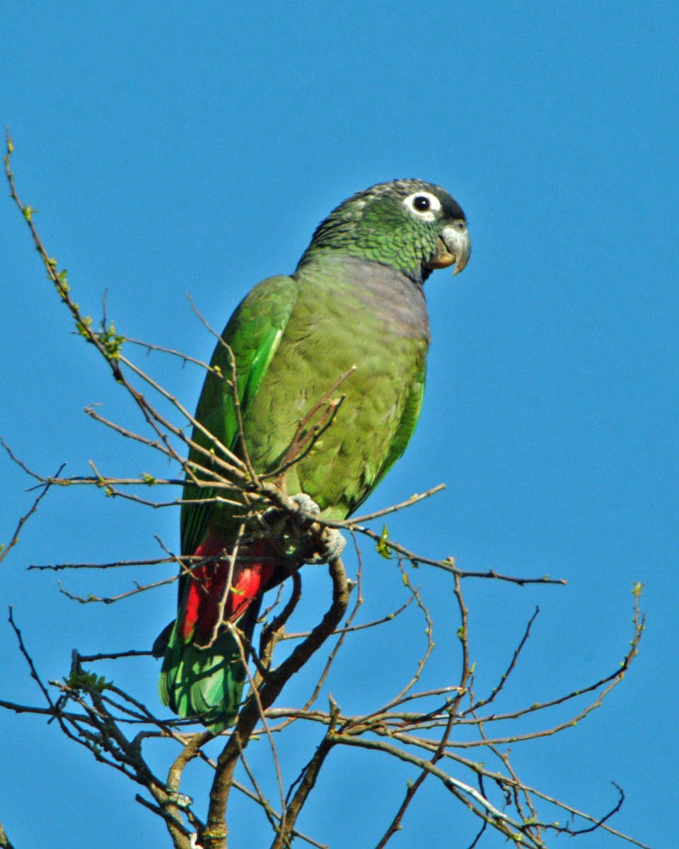 Scaly-headed Parrot - ML205702761