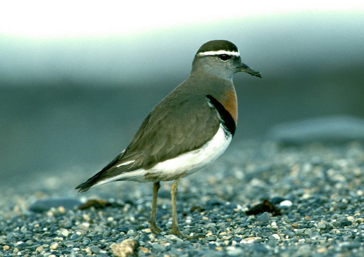 Rufous-chested Dotterel - ML205702881