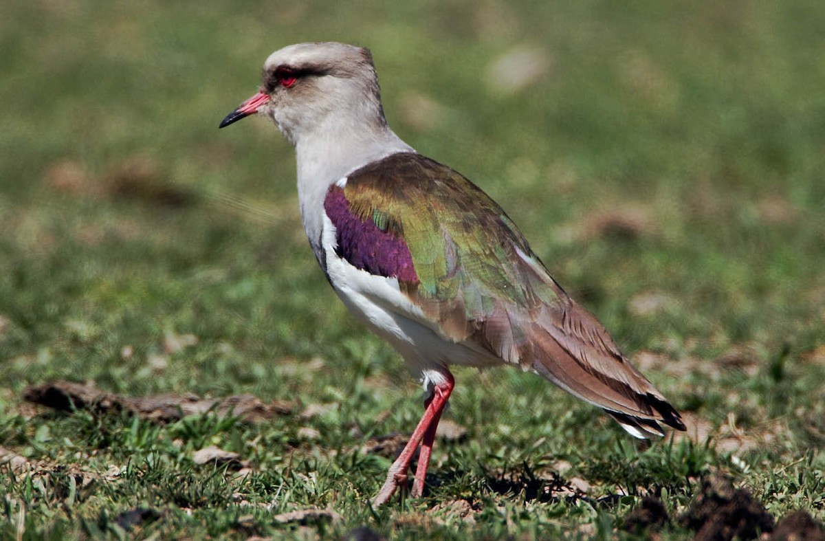 Andean Lapwing - ML205702891