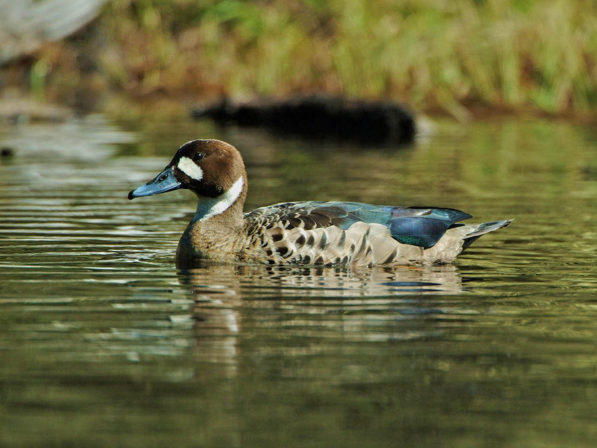 Spectacled Duck - ML205702911