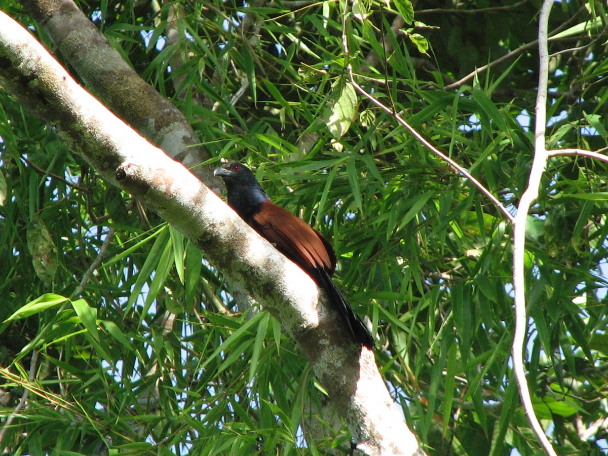 Greater Coucal (Greater) - Djop Tabaranza