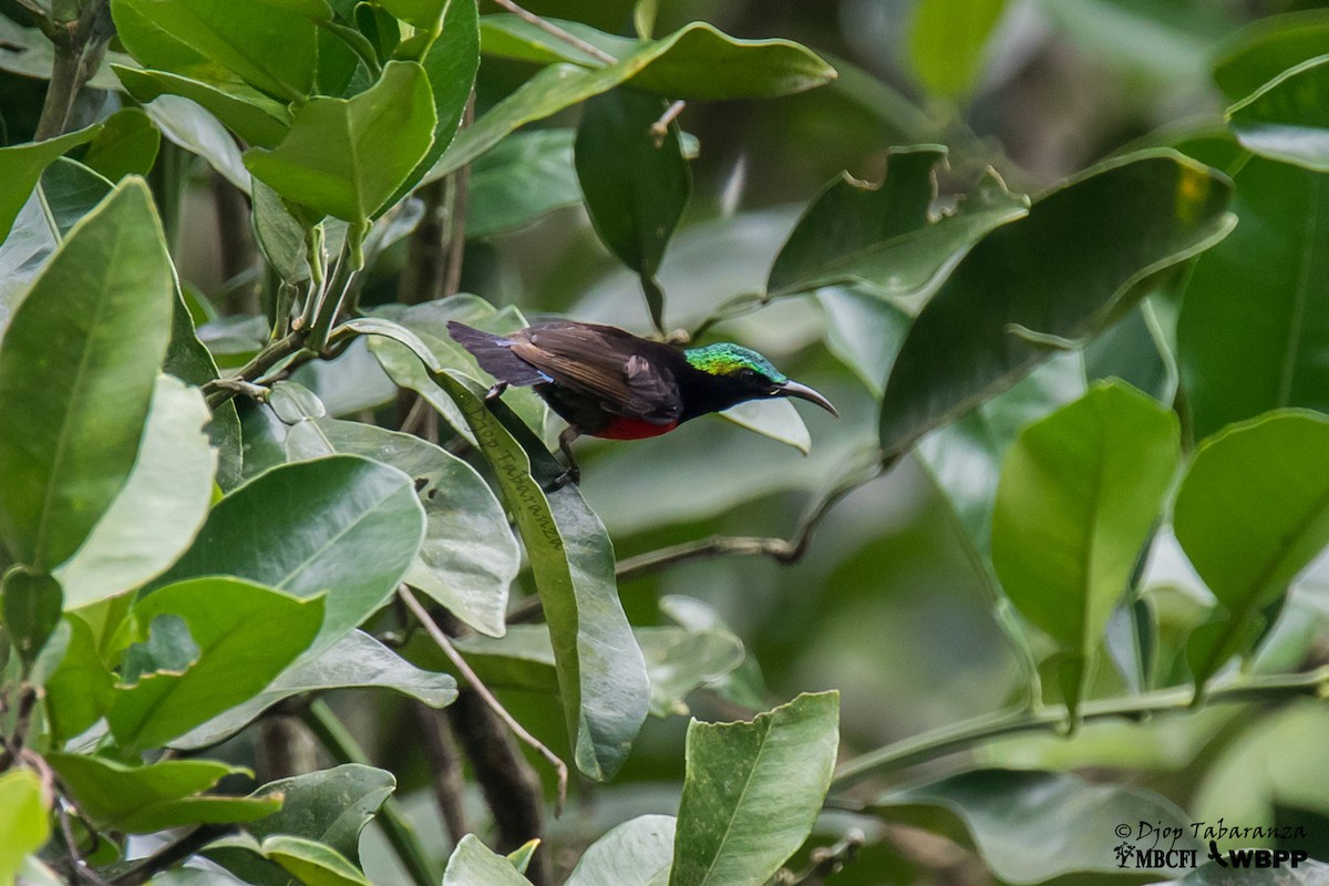 Purple-throated Sunbird (Purple-throated) - Djop Tabaranza