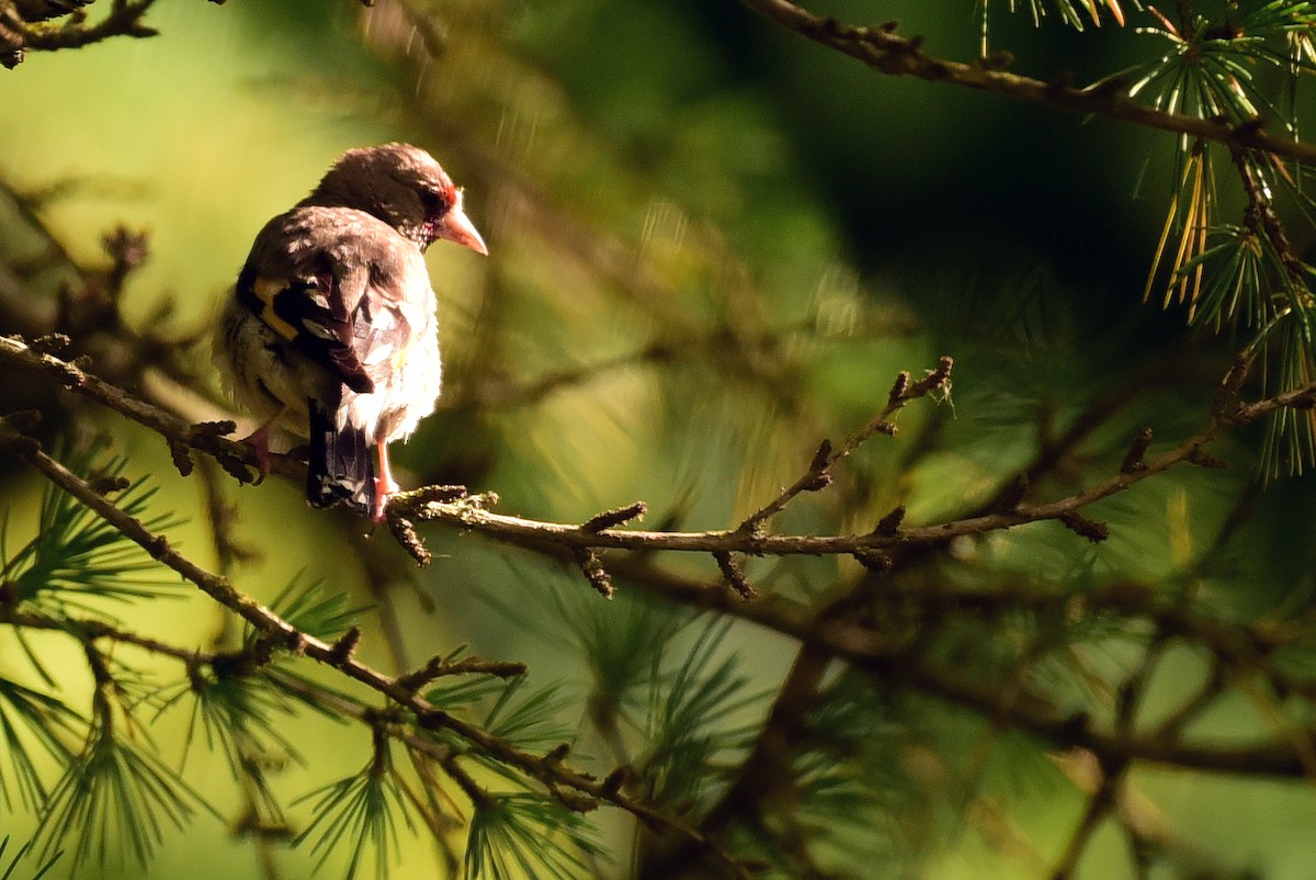 European Goldfinch - NIKHIL ADHIKARY