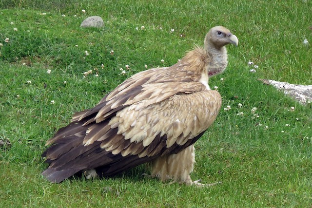 Possible confusion species: Himalayan Griffon (<em class="SciName notranslate">Gyps himalayensis</em>). - Himalayan Griffon - 