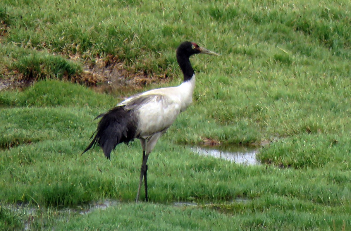 Black-necked Crane - NIKHIL ADHIKARY