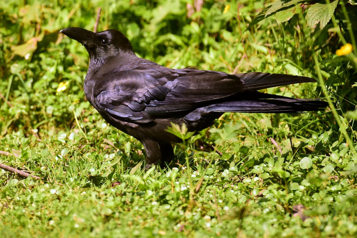 Large-billed Crow - NIKHIL ADHIKARY