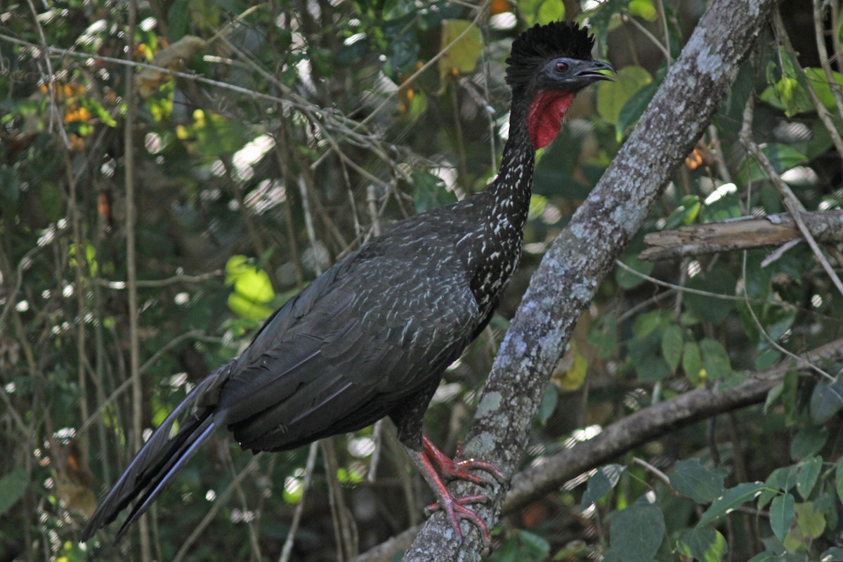 Crested Guan - Larry Sirvio