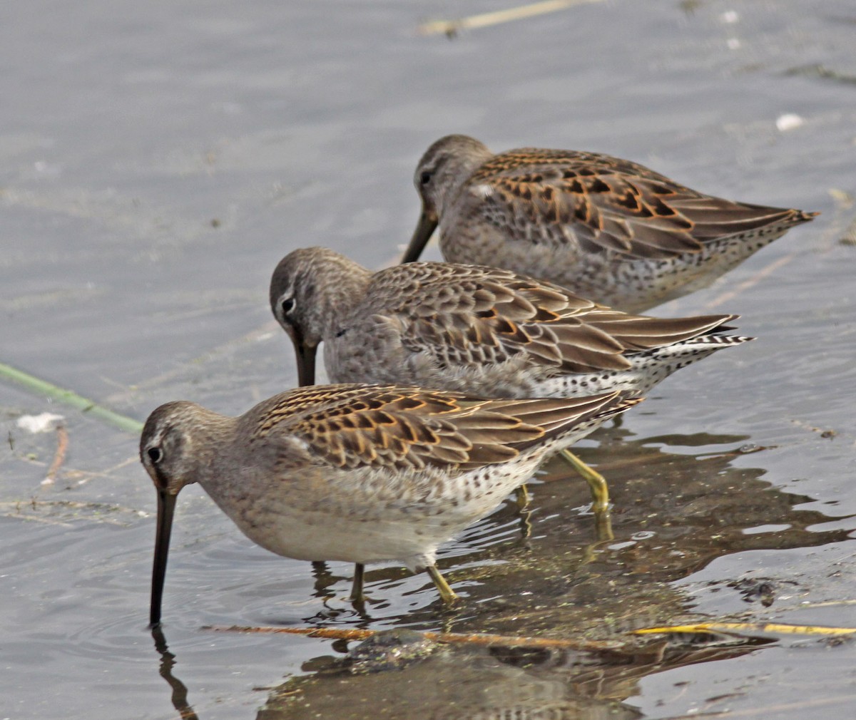 Long-billed Dowitcher - Larry Sirvio