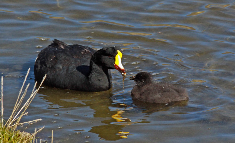 Giant Coot - ML205704091