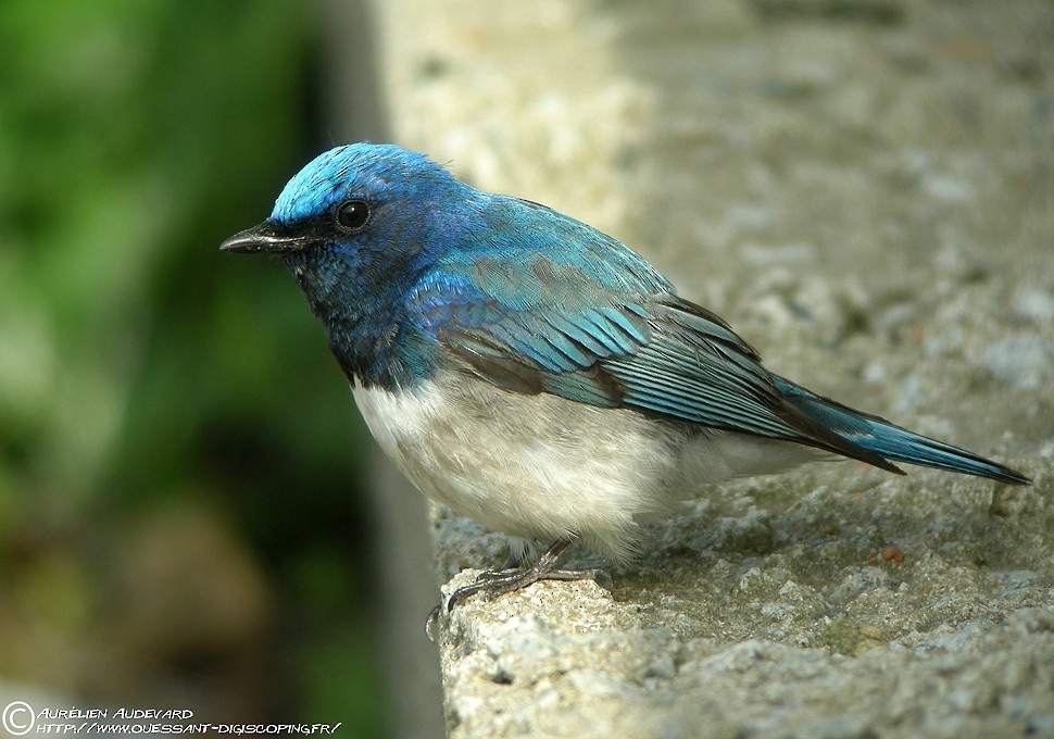 Blue-and-white Flycatcher - AUDEVARD Aurélien