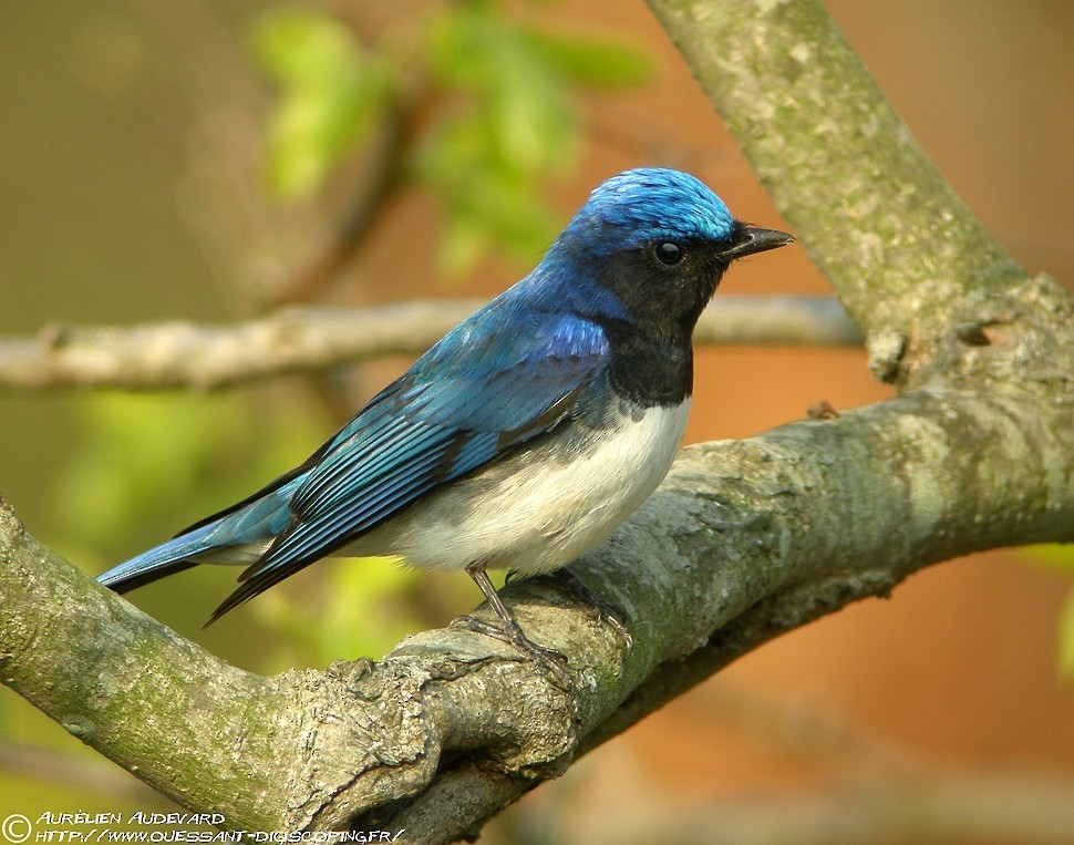 Blue-and-white Flycatcher - AUDEVARD Aurélien