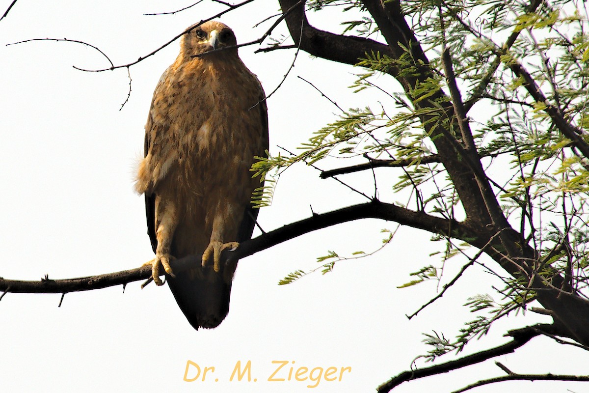 Indian Spotted Eagle - ML205704401
