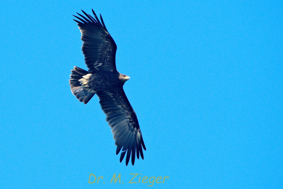 Greater Spotted Eagle - ML205704441