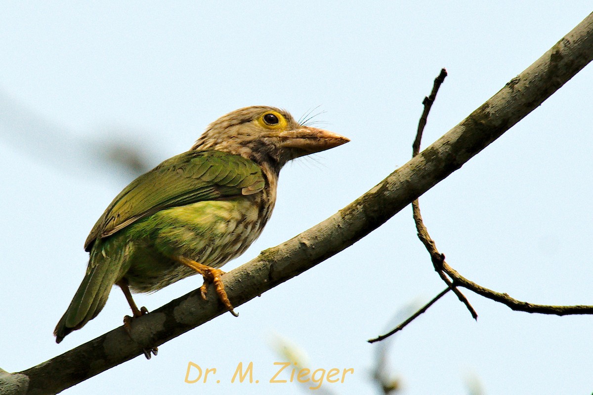 Lineated Barbet - Michael Zieger