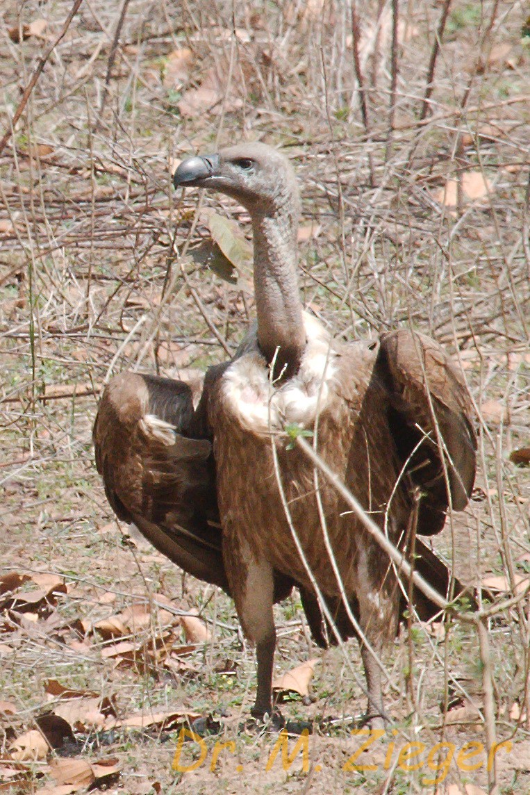 Indian Vulture - ML205704461