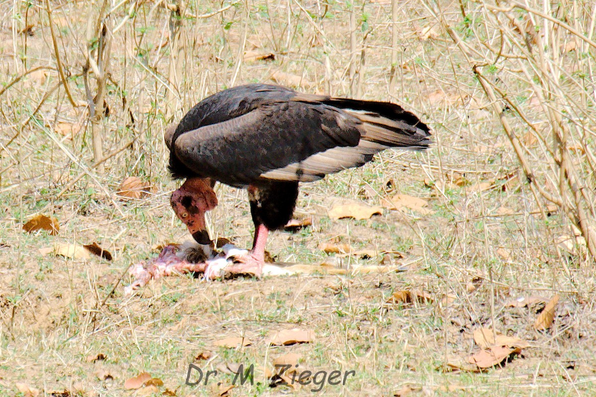Red-headed Vulture - ML205704541