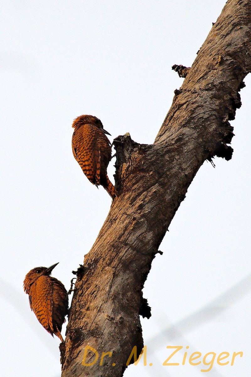 Rufous Woodpecker - ML205704591