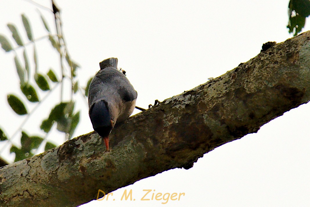 Velvet-fronted Nuthatch - ML205704671